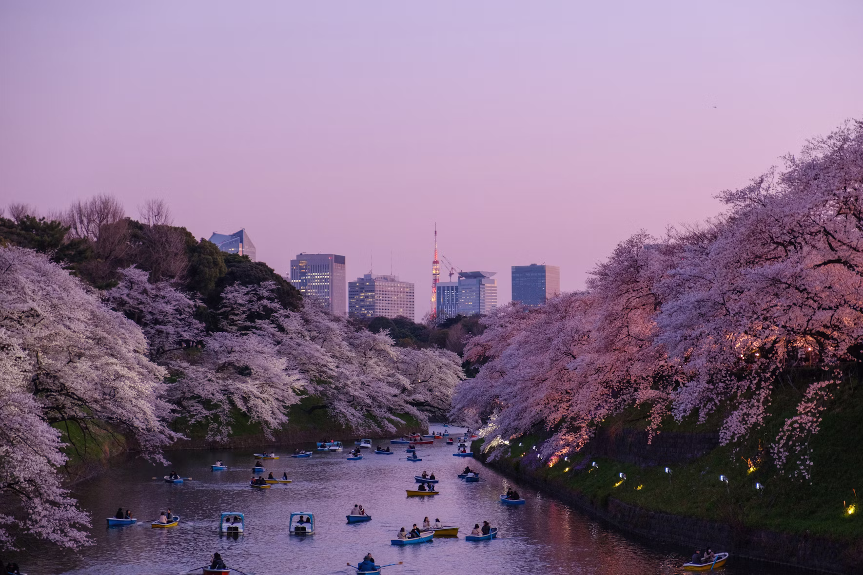 Cherry blossoms along the Chidorigafuchi moat at dusk with the Tokyo skyline and Tokyo Tower beyond, Japan