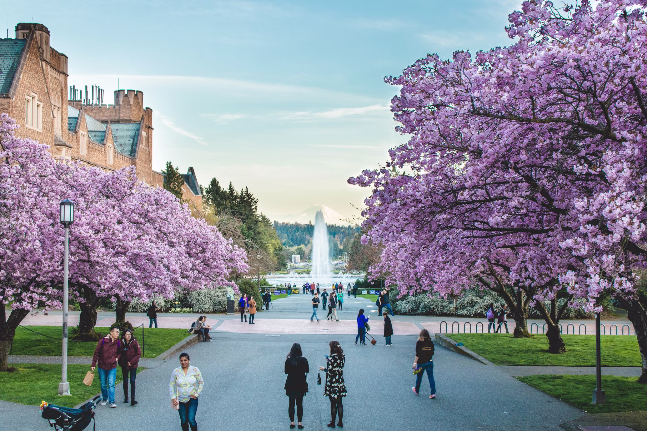 University of Washington Quad with cherry blossoms in bloom, Seattle